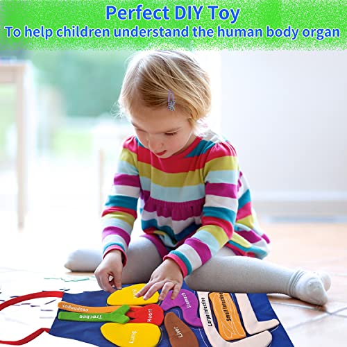 3D Organ Apron Educational Tool Toy for Kids